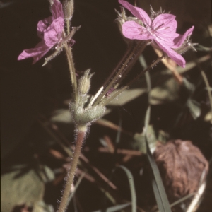 Photographie n°102522 du taxon Erodium manescavii Coss. [1847]