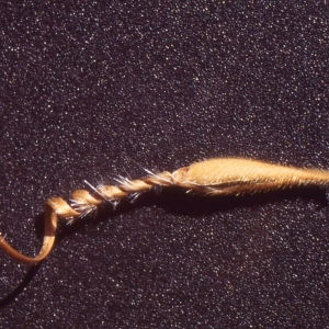 Photographie n°102524 du taxon Erodium manescavii Coss. [1847]