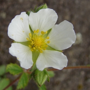 Photographie n°102537 du taxon Potentilla rupestris L. [1753]