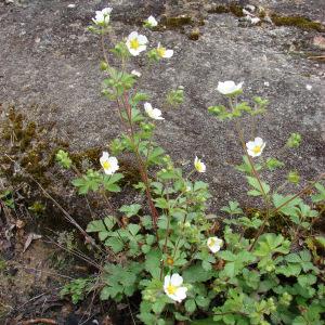 Photographie n°102539 du taxon Potentilla rupestris L. [1753]