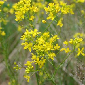 Rorippa pyrenaica (All.) Rchb. var. pyrenaica (Roripe des Pyrénées)