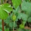  Paul Fabre - Geranium lucidum L. [1753]