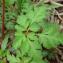  Paul Fabre - Geranium robertianum subsp. robertianum