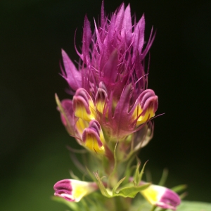 Photographie n°102562 du taxon Melampyrum arvense L. [1753]