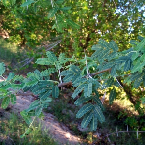 Photographie n°102570 du taxon Acacia nilotica (L.) Willd. ex Delile