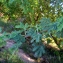  Liliane Roubaudi - Acacia nilotica (L.) Willd. ex Delile