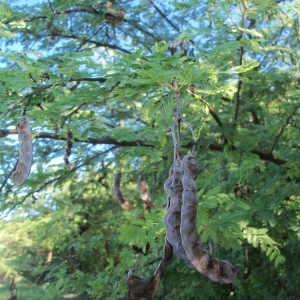 Photographie n°102571 du taxon Acacia nilotica (L.) Willd. ex Delile