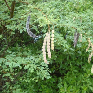  - Acacia nilotica (L.) Willd. ex Delile