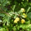  Liliane Roubaudi - Acacia nilotica (L.) Willd. ex Delile