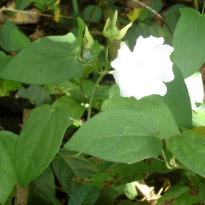 Photographie n°102581 du taxon Thunbergia fragrans Roxb.