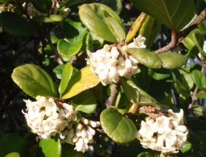 Genevieve Botti, le 26 janvier 2013 (Marseille (Parc Borrely))