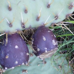 Photographie n°102609 du taxon Opuntia engelmannii Salm-Dyck ex Engelm. [1850]