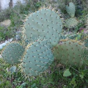 Photographie n°102610 du taxon Opuntia engelmannii Salm-Dyck ex Engelm. [1850]