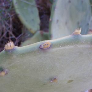 Photographie n°102614 du taxon Opuntia engelmannii Salm-Dyck ex Engelm. [1850]