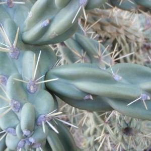 Photographie n°102620 du taxon Opuntia imbricata (Haw.) DC. [1828]