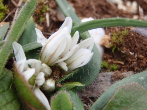 Genevieve Botti, le 28 janvier 2013 (Martigues (Carro))