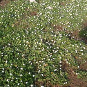 Photographie n°102658 du taxon Bellis annua L. [1753]