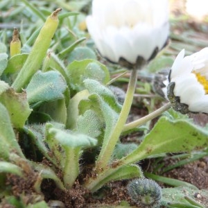 Photographie n°102660 du taxon Bellis annua L. [1753]