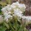  Genevieve Botti - Centranthus ruber (L.) DC. [1805]