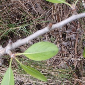 Photographie n°102682 du taxon Pyrus spinosa Forssk. [1775]