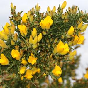 Photographie n°102706 du taxon Ulex europaeus L. [1753]