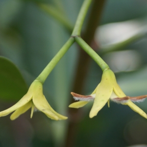 Rhizophora mangle L. (Palétuvier noir)