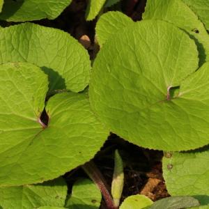 Photographie n°102743 du taxon Petasites fragrans (Vill.) C.Presl [1826]