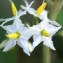 Liliane Roubaudi - Solanum torvum Sw.