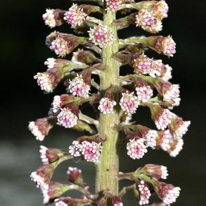 Photographie n°102751 du taxon Petasites officinalis Moench
