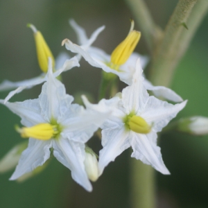Photographie n°102752 du taxon Solanum torvum Sw.