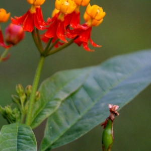 Photographie n°102768 du taxon Asclepias curassavica L.