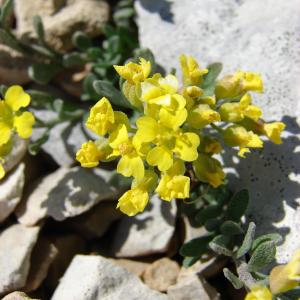 Alyssum cuneifolium Ten. (Alysson à feuilles en coin)