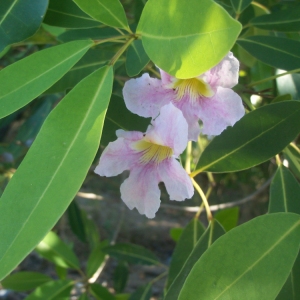 Photographie n°102819 du taxon Tabebuia heterophylla (DC.) Britton