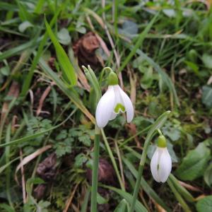 Photographie n°102823 du taxon Galanthus nivalis L. [1753]