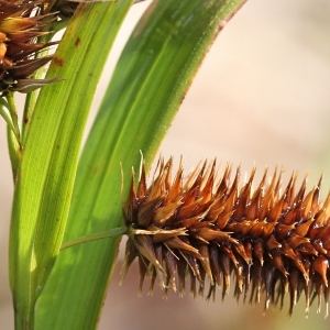 Photographie n°102843 du taxon Carex pseudocyperus L. [1753]