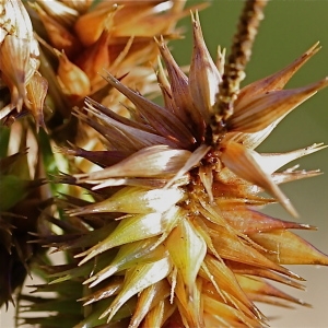 Photographie n°102844 du taxon Carex pseudocyperus L. [1753]