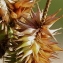 Marie  Portas - Carex pseudocyperus L. [1753]