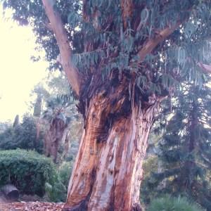 Photographie n°102850 du taxon Eucalyptus globulus Labill. [1800]