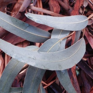 Photographie n°102862 du taxon Eucalyptus globulus Labill. [1800]