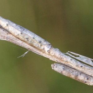 Photographie n°102879 du taxon Hirschfeldia incana (L.) Lagr.-Foss. [1847]