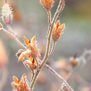 Photographie n°102892 du taxon Daboecia cantabrica (Huds.) K.Koch