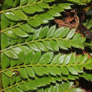 Photographie n°102899 du taxon Polystichum aculeatum (L.) Roth [1799]