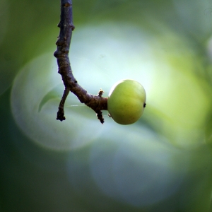 Photographie n°102940 du taxon Hippomane mancinella L.