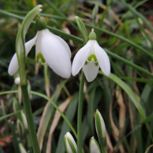 Photographie n°102952 du taxon Galanthus nivalis L. [1753]