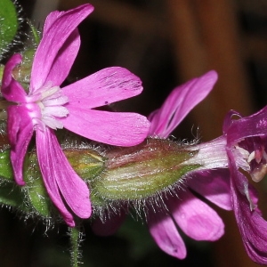 Agrostemma sylvestris G.Don (Compagnon rouge)