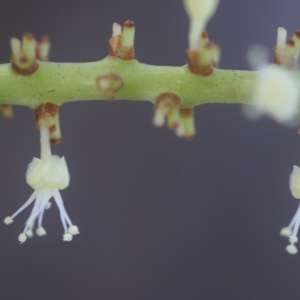 Coccoloba uvifera (L.) L. (Bwa sann)