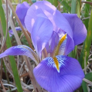 Photographie n°103003 du taxon Iris unguicularis Poir. [1789]