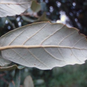 Photographie n°103012 du taxon Quercus suber L. [1753]