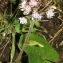  Marie  Portas - Petasites fragrans (Vill.) C.Presl [1826]