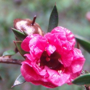 Photographie n°103030 du taxon Leptospermum 